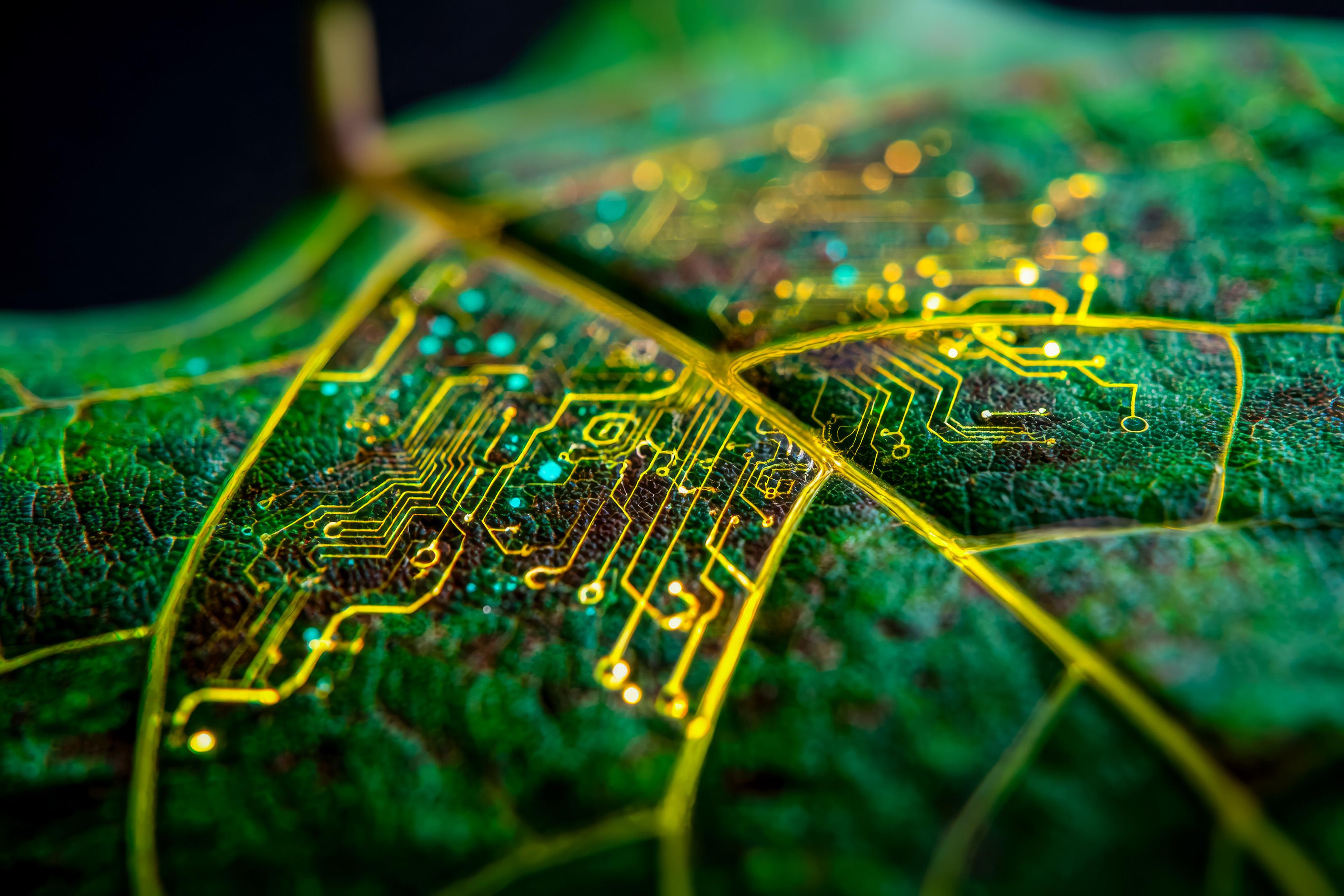 vecteezy_close-up-of-a-leaf-with-embedded-electronic-circuitry_71123318.jpg